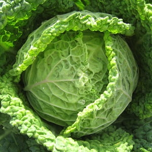 Cavolo verza piccolo